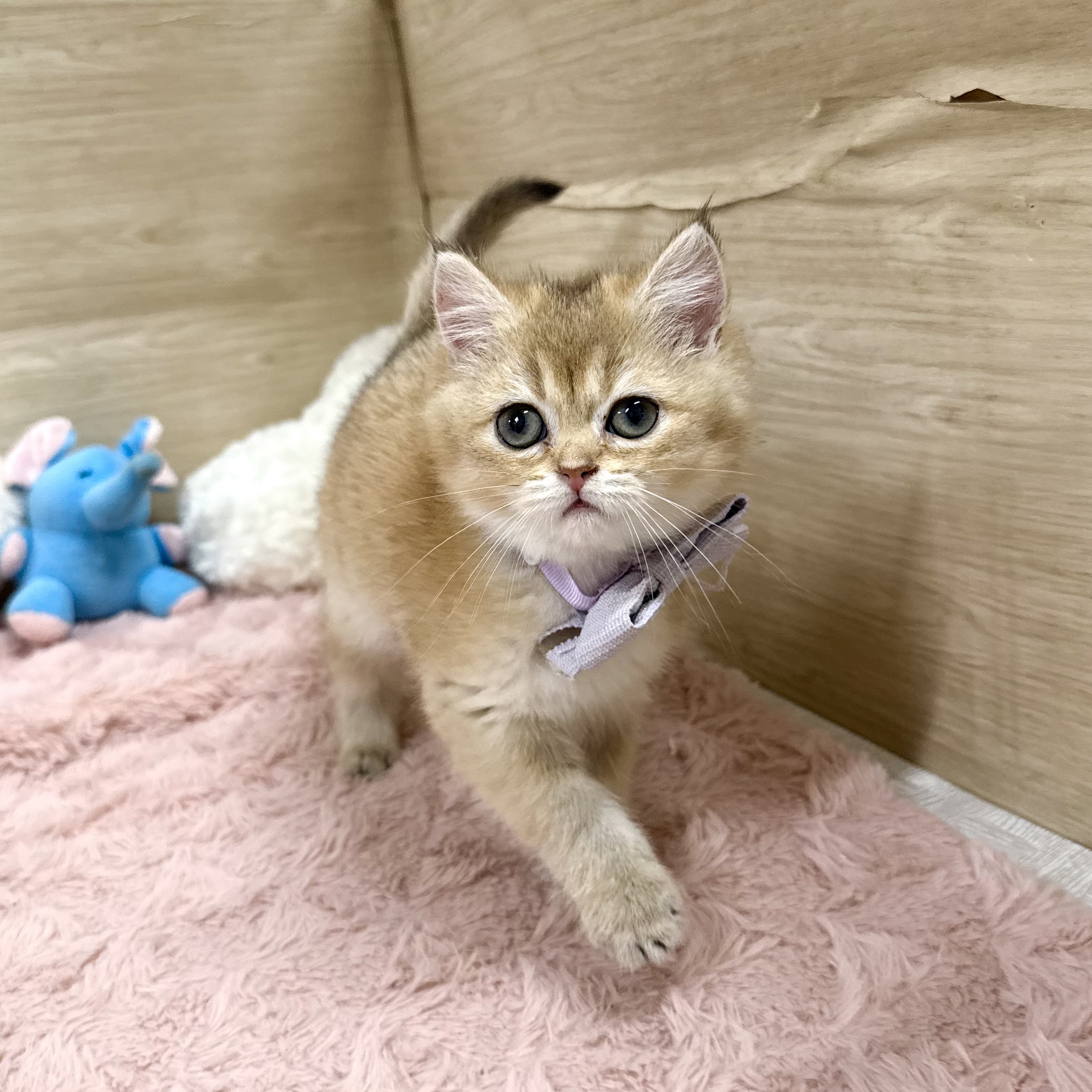 大阪府のブリティッシュショートヘアー (犬の家＆猫の里そよら東岸和田店/2026年5月21日生まれ/女の子/ブラックゴールデンシェーデット)の子猫の2枚目の画像