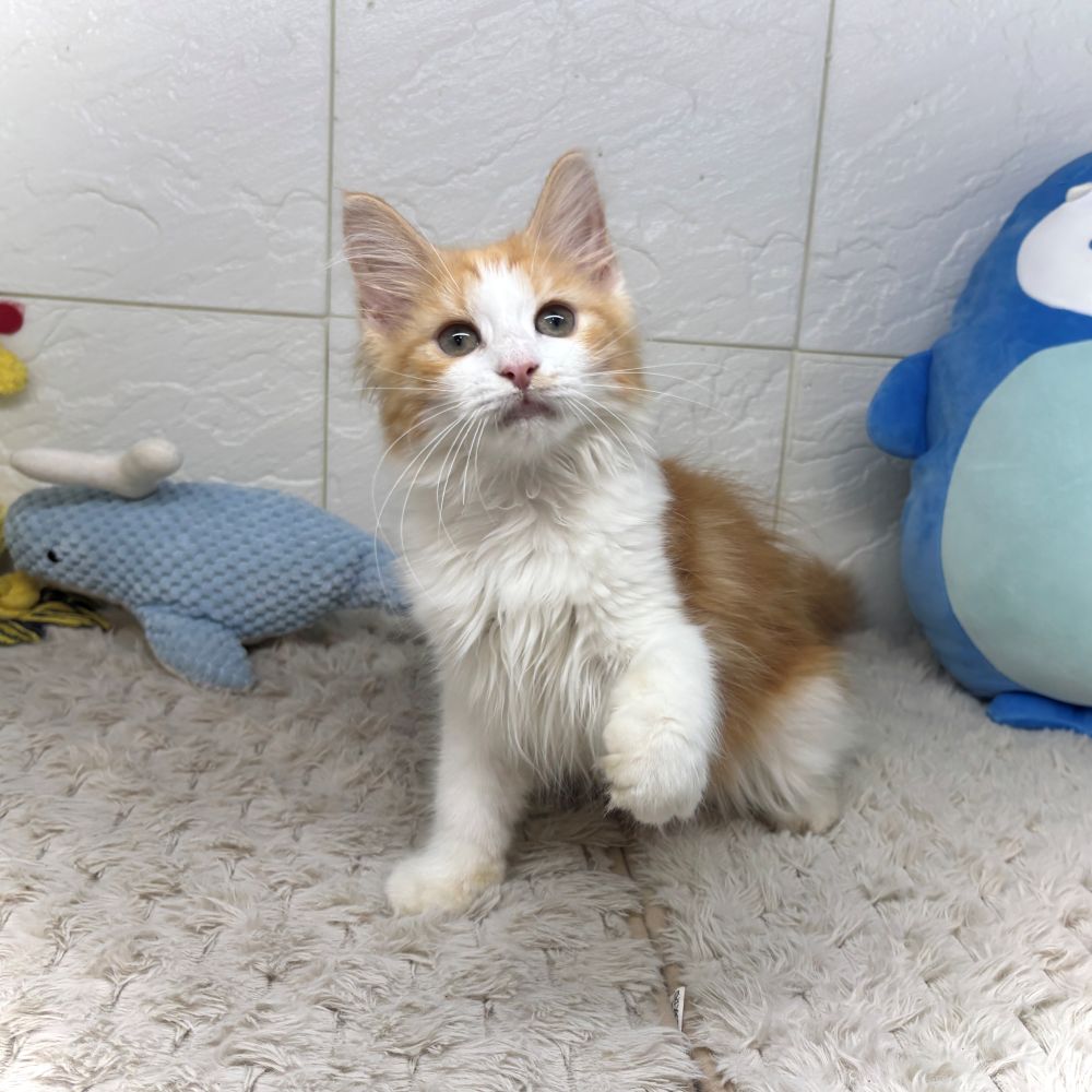 兵庫県のノルウェージャンフォレストキャット (犬の家＆猫の里ゆめタウン姫路店/2026年5月20日生まれ/女の子/レッドタビーホワイト)の子猫の1枚目の画像