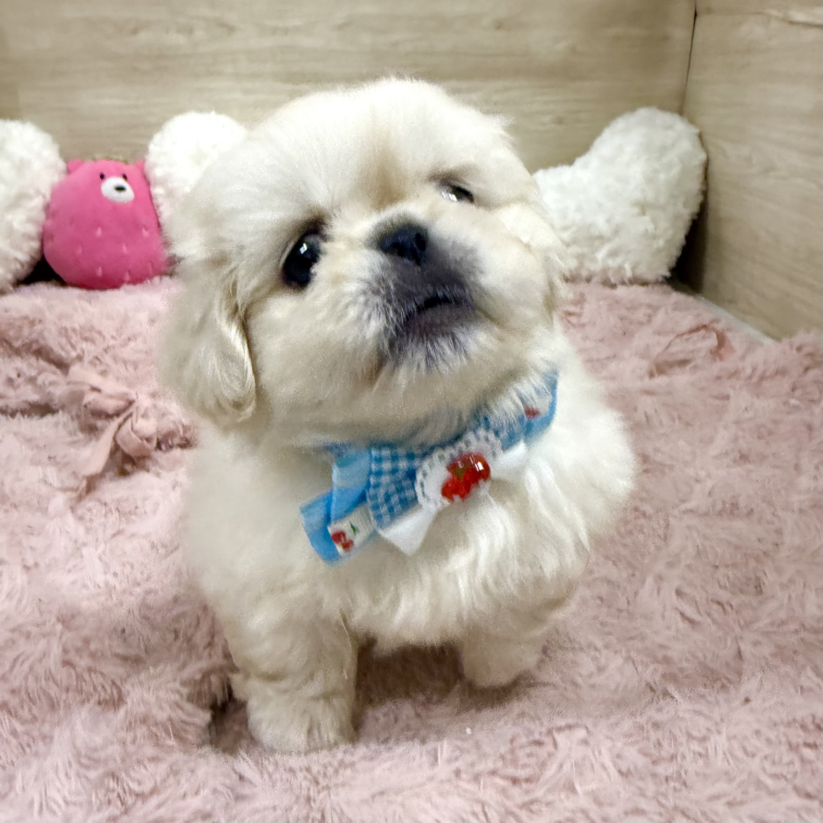 大阪府のペキニーズ (犬の家＆猫の里そよら東岸和田店/2026年5月20日生まれ/男の子/クリーム)の子犬の2枚目の画像