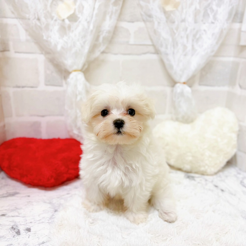 京都府のマルチーズ (犬の家＆猫の里京都精華店/2026年5月20日生まれ/女の子/ホワイト)の子犬の1枚目の画像