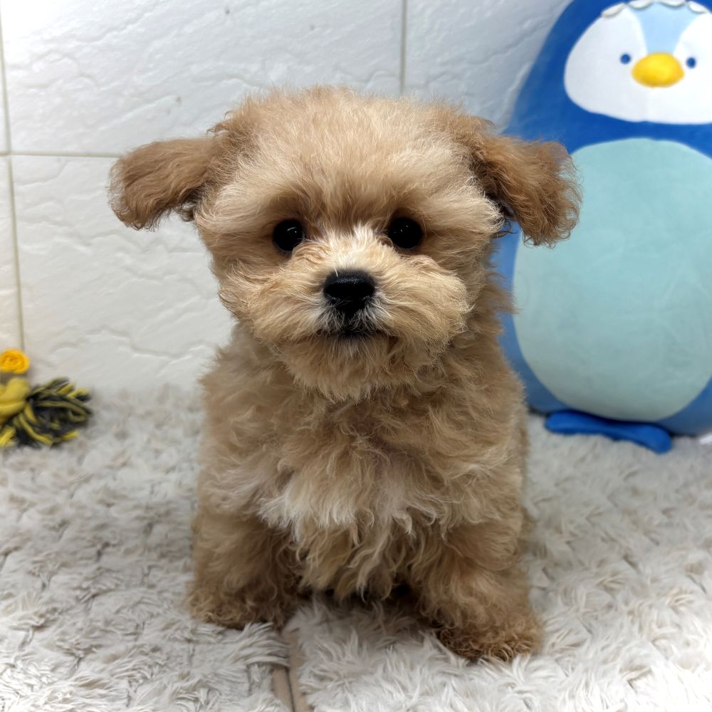兵庫県のマルプー(マルチーズ×プードル) (犬の家＆猫の里ゆめタウン姫路店/2026年5月19日生まれ/男の子/クリーム)の子犬の2枚目の画像