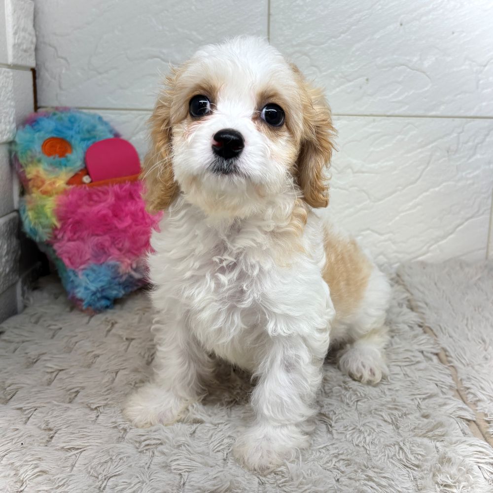 兵庫県のハーフ犬・ミックス犬 (犬の家＆猫の里ゆめタウン姫路店/2026年5月17日生まれ/女の子/レッドホワイト)の子犬の2枚目の画像