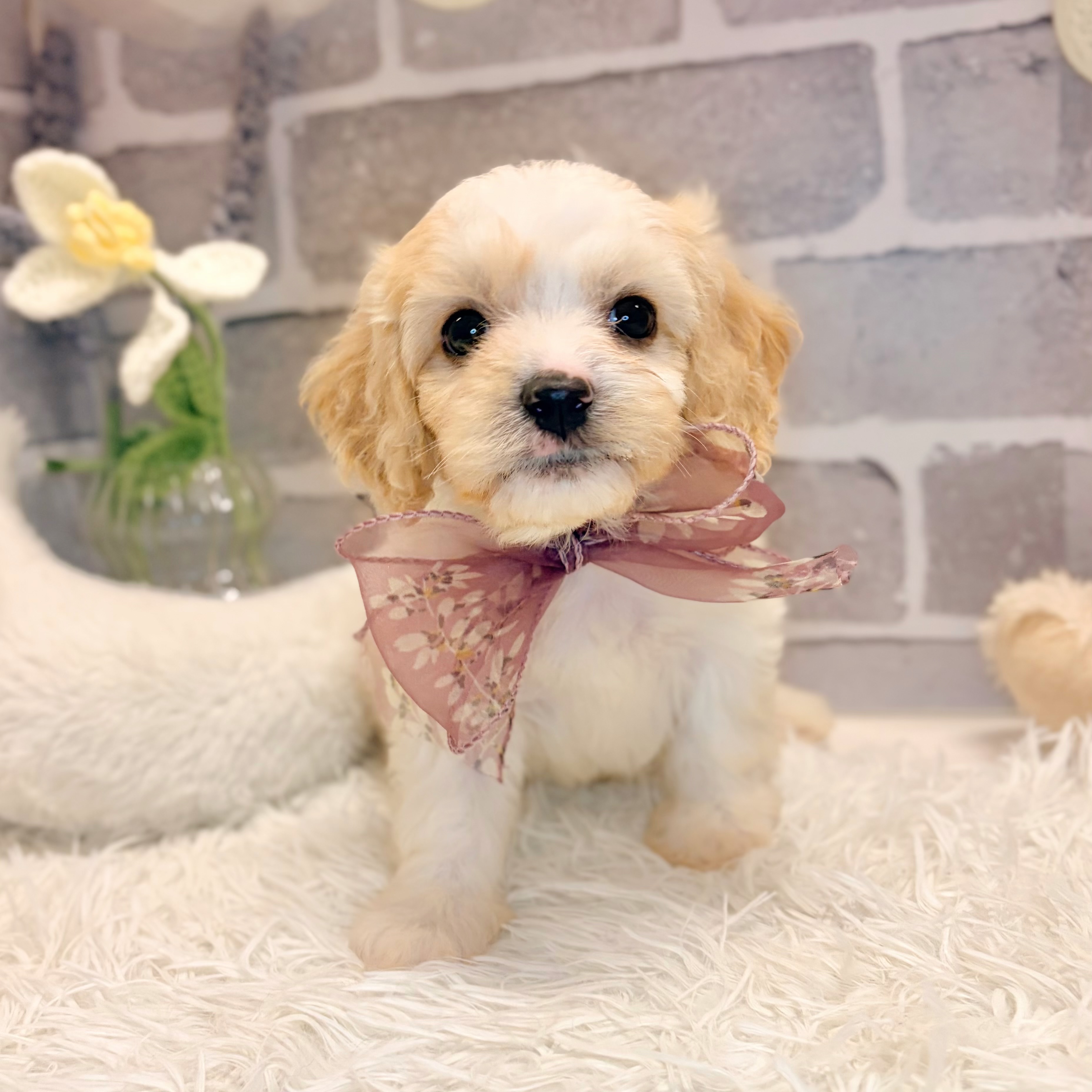 兵庫県のハーフ犬・ミックス犬 (犬の家＆猫の里神戸店/2026年5月17日生まれ/男の子/ホワイトレッド)の子犬の2枚目の画像