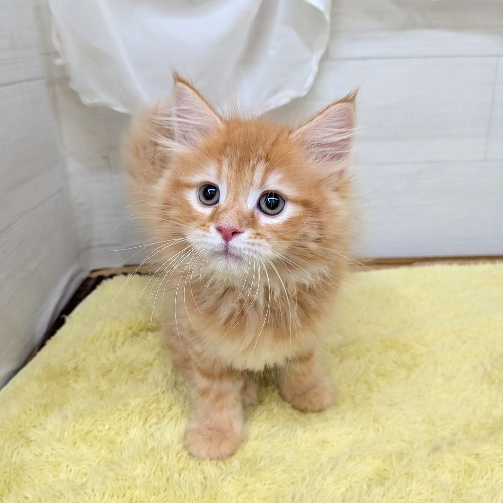 愛知県のサイベリアン (犬の家＆猫の里碧南店/2026年5月19日生まれ/男の子/レッドタビーホワイト)の子猫の2枚目の画像