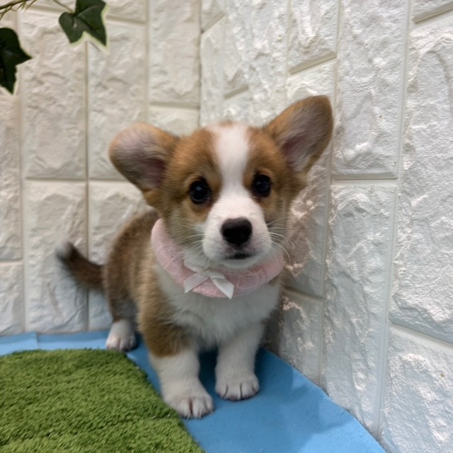 岡山県のウェルシュコーギーペンブローク (犬の家＆猫の里倉敷店/2026年5月21日生まれ/女の子/レッドホワイト)の子犬の2枚目の画像