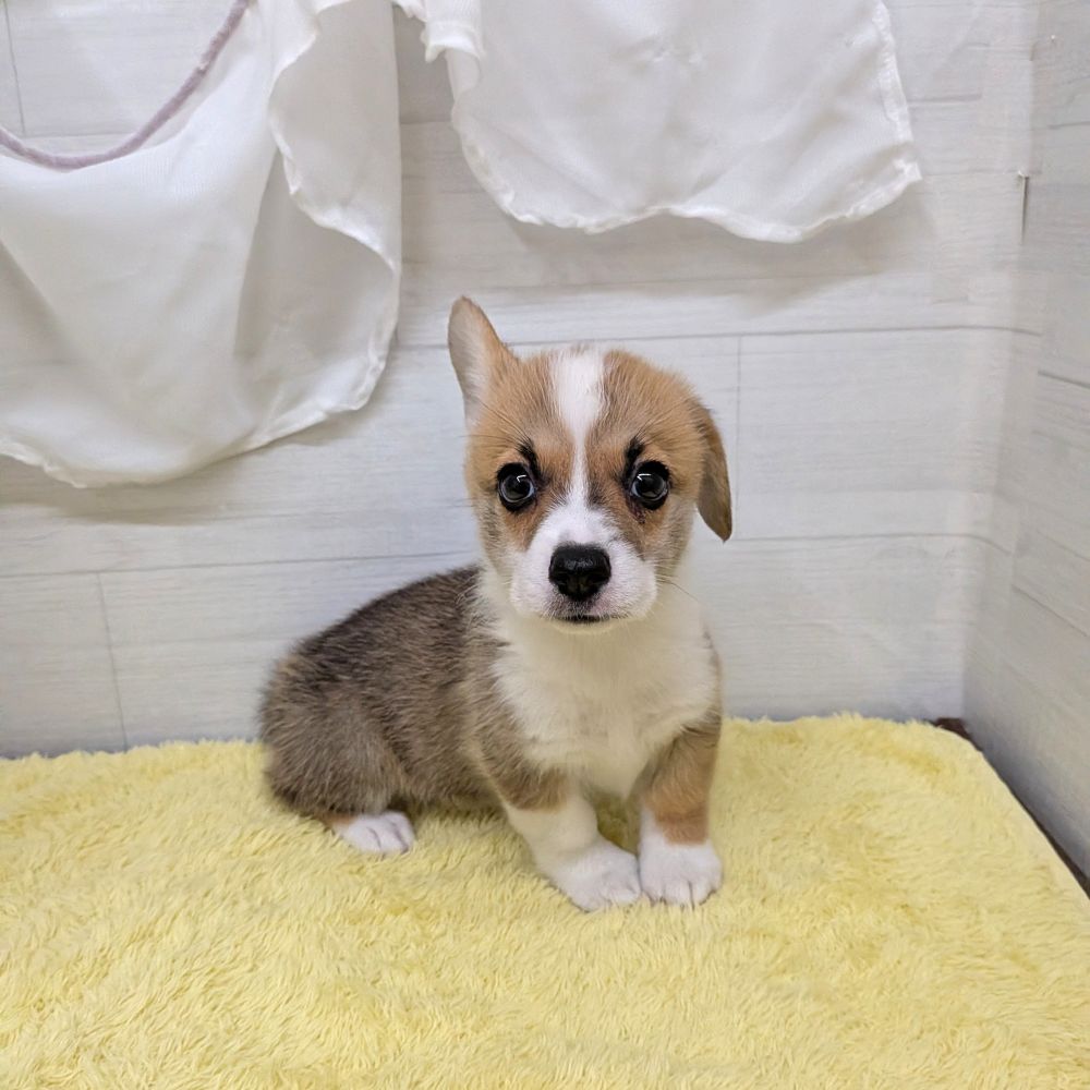 愛知県のウェルシュコーギーペンブローク (犬の家＆猫の里碧南店/2026年5月23日生まれ/男の子/レッドホワイト)の子犬の1枚目の画像