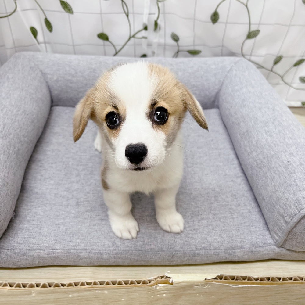 長野県のウェルシュコーギーペンブローク (犬の家＆猫の里塩尻店/2026年5月23日生まれ/女の子/レッドホワイト)の子犬の2枚目の画像