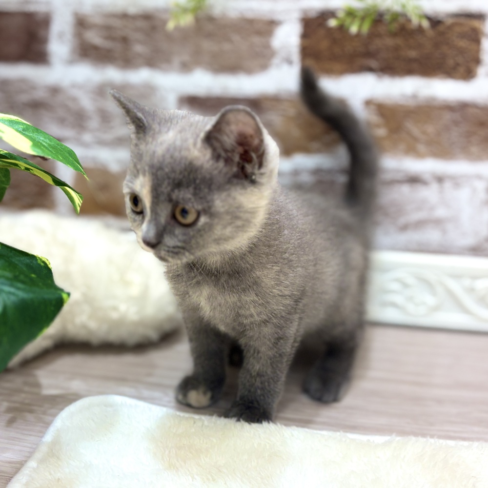 三重県のブリティッシュショートヘアー (犬の家＆猫の里三重桑名店/2026年5月23日生まれ/女の子/ブルークリーム)の子猫の2枚目の画像