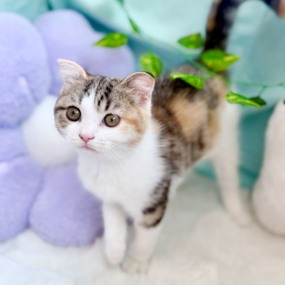愛知県のスコティッシュフォールド (犬の家＆猫の里愛知刈谷店/2026年5月22日生まれ/女の子/ブラウンパッチドタビーホワイト)の子猫の2枚目の画像