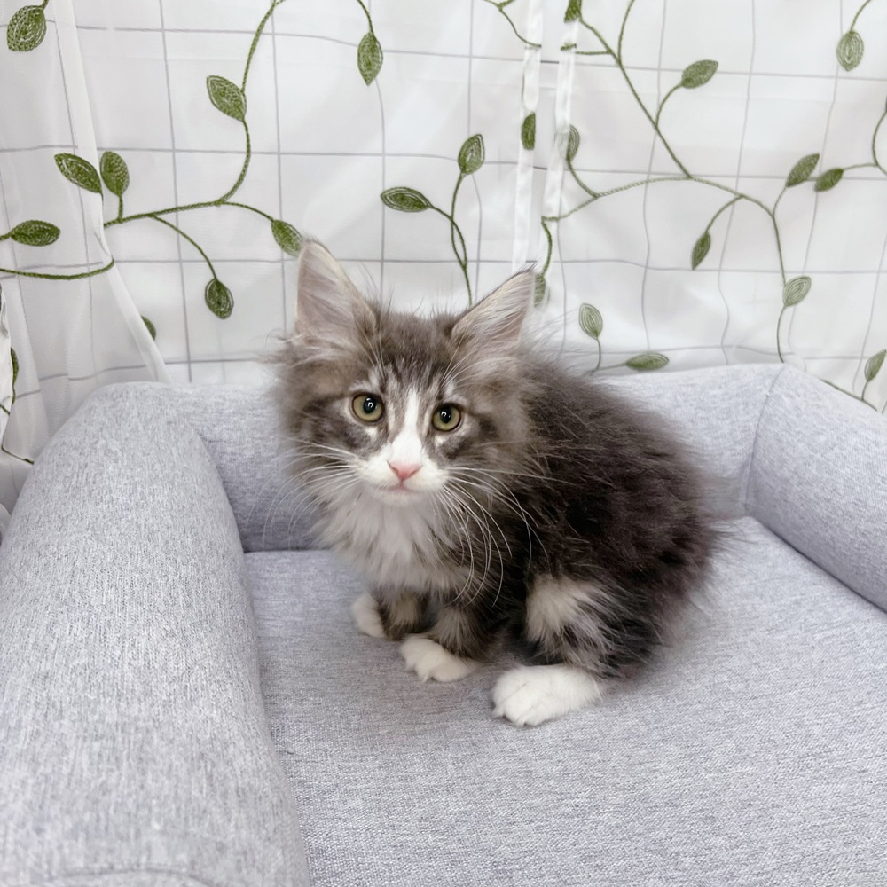 長野県のノルウェージャンフォレストキャット (犬の家＆猫の里塩尻店/2026年5月22日生まれ/男の子/ブルータビーホワイト)の子猫の2枚目の画像