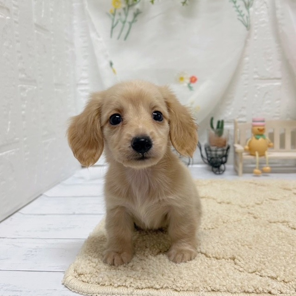岡山県のカニンヘンダックスフンド(ロング) (犬の家＆猫の里岡山店/2026年5月23日生まれ/男の子/イエロー)の子犬の2枚目の画像