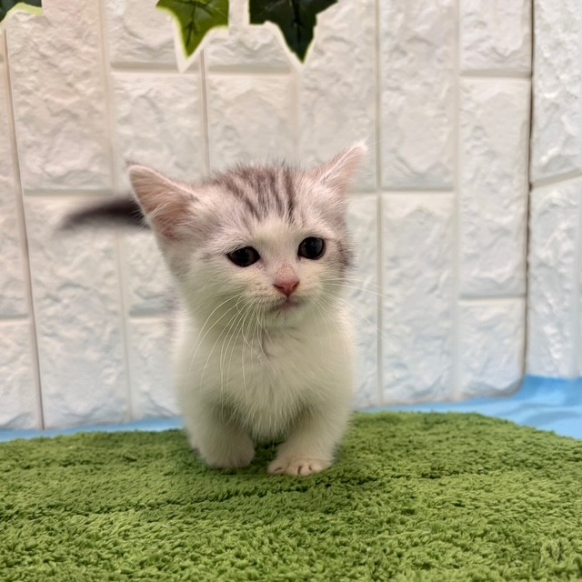 岡山県のミヌエット (犬の家＆猫の里倉敷店/2026年5月20日生まれ/男の子/シルバータビーホワイト)の子猫の2枚目の画像