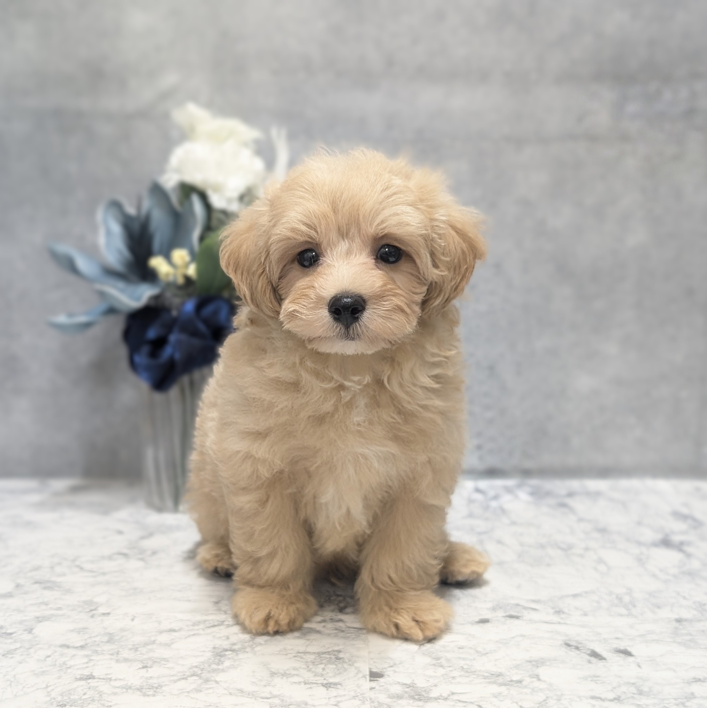 愛知県のマルプー(マルチーズ×プードル) (犬の家＆猫の里安城店/2026年5月22日生まれ/男の子/アプリコット)の子犬の1枚目の画像