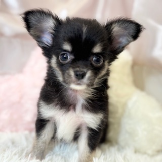 兵庫県のチワワ(ロング) (犬の家＆猫の里カナート西神戸店/2026年5月22日生まれ/男の子/ブラックタンホワイト)の子犬の2枚目の画像