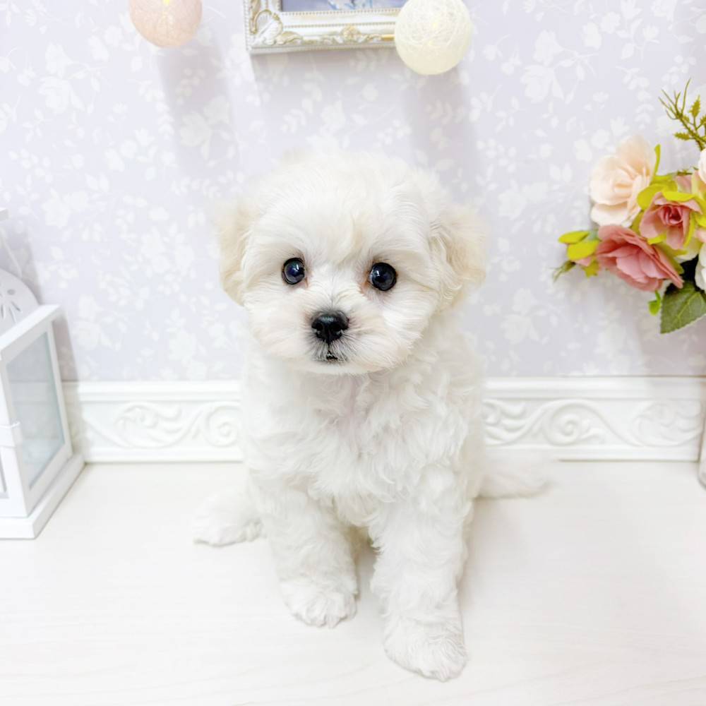 富山県のマルプー(マルチーズ×プードル) (犬の家＆猫の里アミーゴ山室店/2026年5月22日生まれ/男の子/ホワイト)の子犬の1枚目の画像