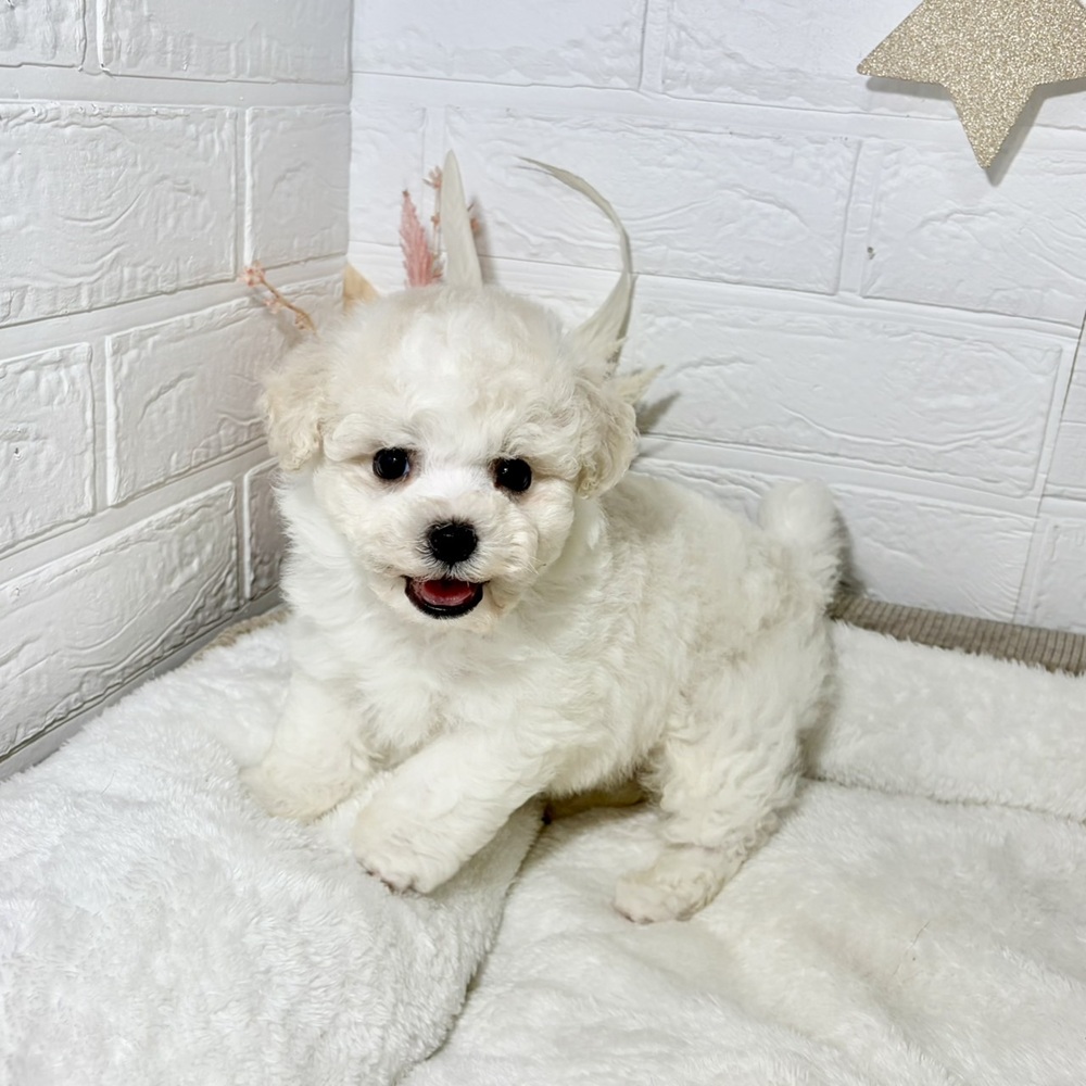 兵庫県のハーフ犬・ミックス犬 (犬の家＆猫の里ニッケパークタウン加古川店/2026年5月23日生まれ/男の子/クリームホワイト)の子犬の1枚目の画像