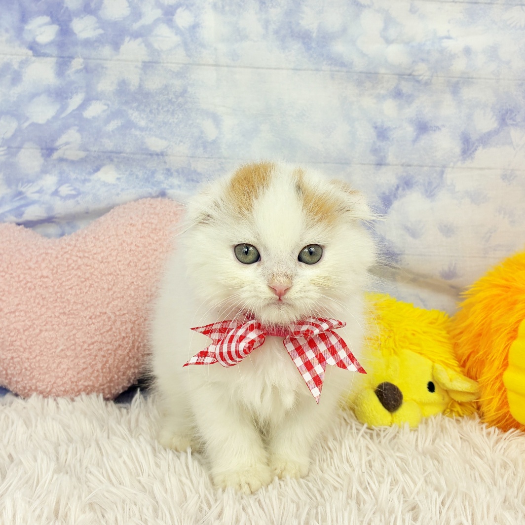 兵庫県のスコティッシュフォールド (犬の家＆猫の里川西店/2026年5月13日生まれ/女の子/バンキャリコ)の子猫の1枚目の画像