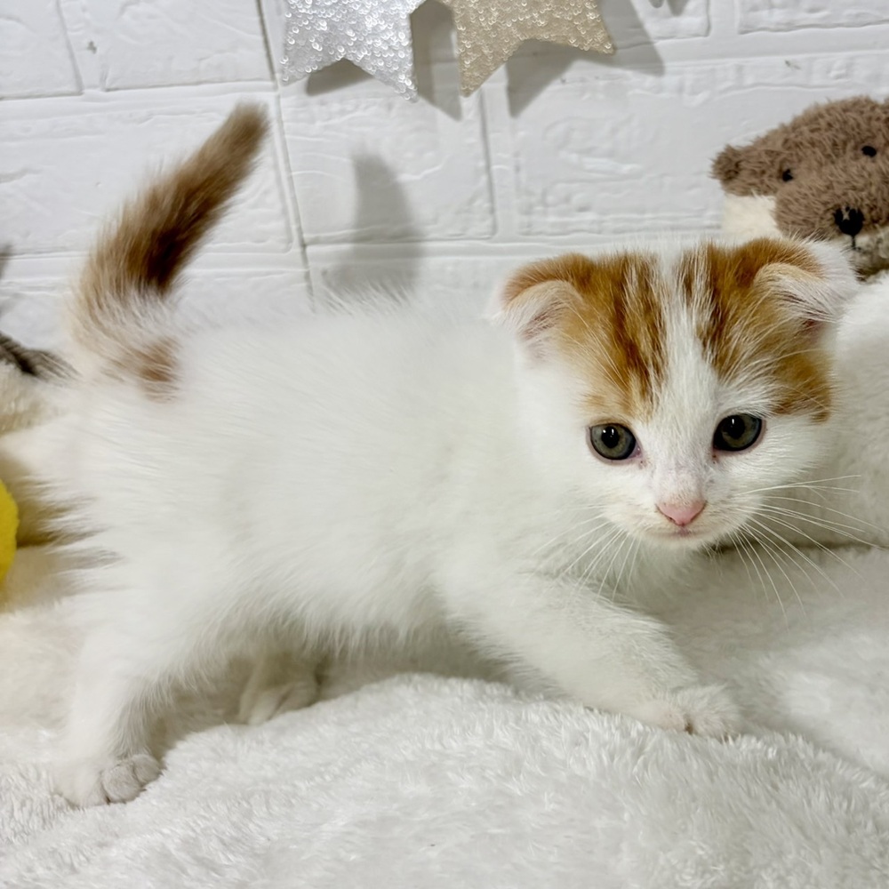 兵庫県のスコティッシュフォールド (犬の家＆猫の里ニッケパークタウン加古川店/2026年5月19日生まれ/男の子/レッドタビーホワイト)の子猫の1枚目の画像