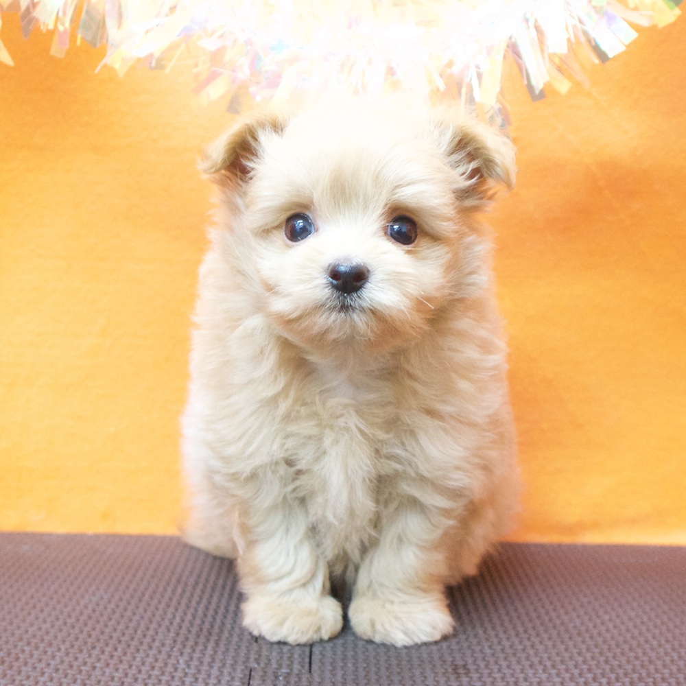 ハーフ犬男の子の写真