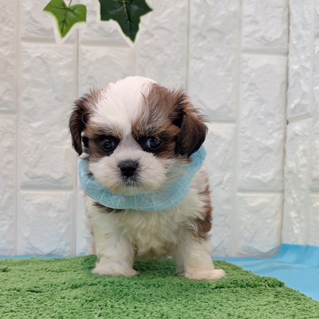 岡山県のハーフ犬・ミックス犬 (犬の家＆猫の里倉敷店/2026年5月24日生まれ/男の子/レッドホワイト)の子犬の2枚目の画像