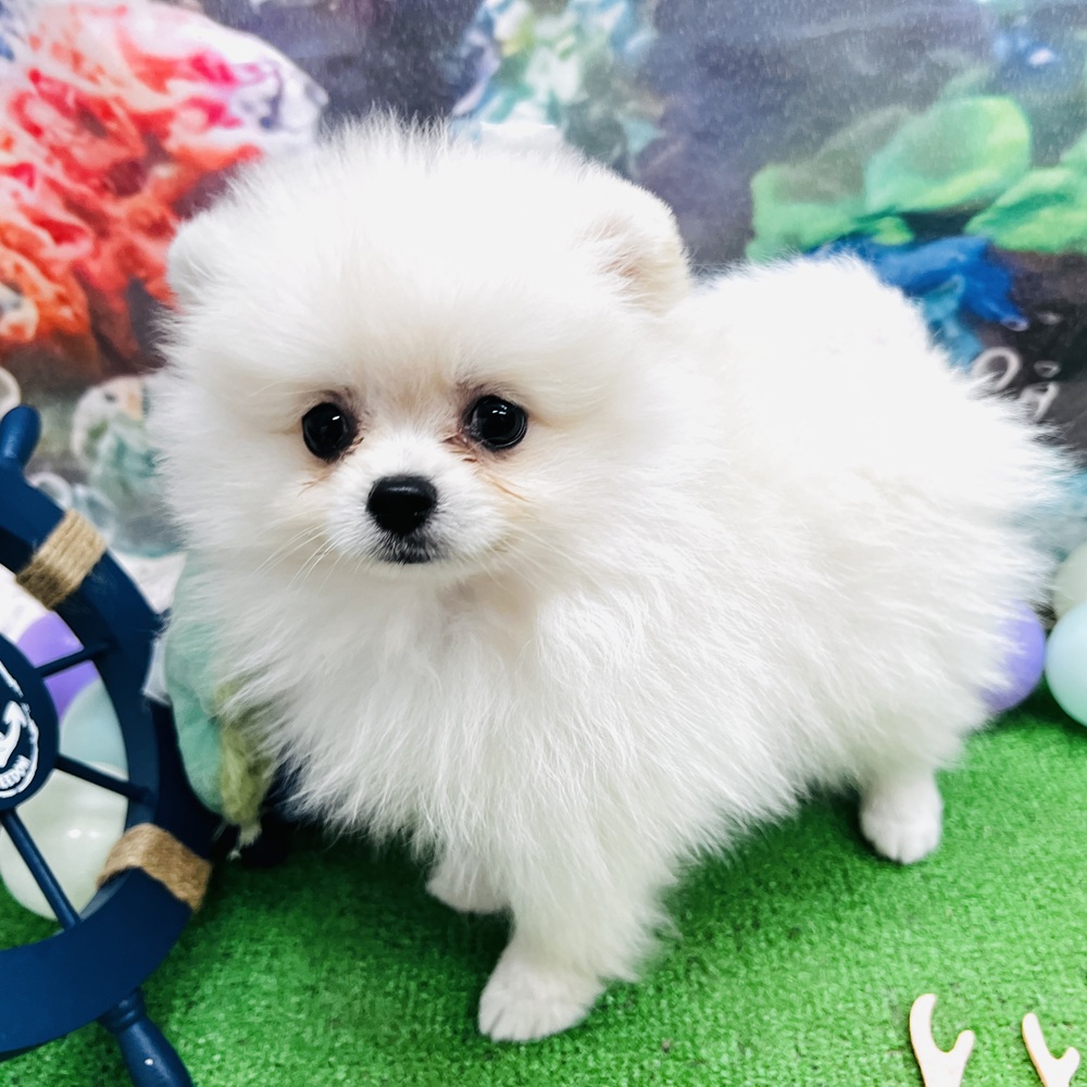 愛知県のポメラニアン (犬の家＆猫の里名古屋天白店/2026年5月21日生まれ/男の子/クリーム)の子犬の1枚目の画像
