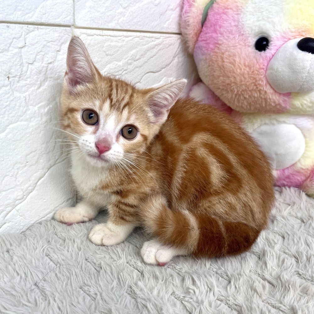 兵庫県のマンチカン (犬の家＆猫の里ゆめタウン姫路店/2026年5月22日生まれ/男の子/レッドタビーホワイト)の子猫の2枚目の画像
