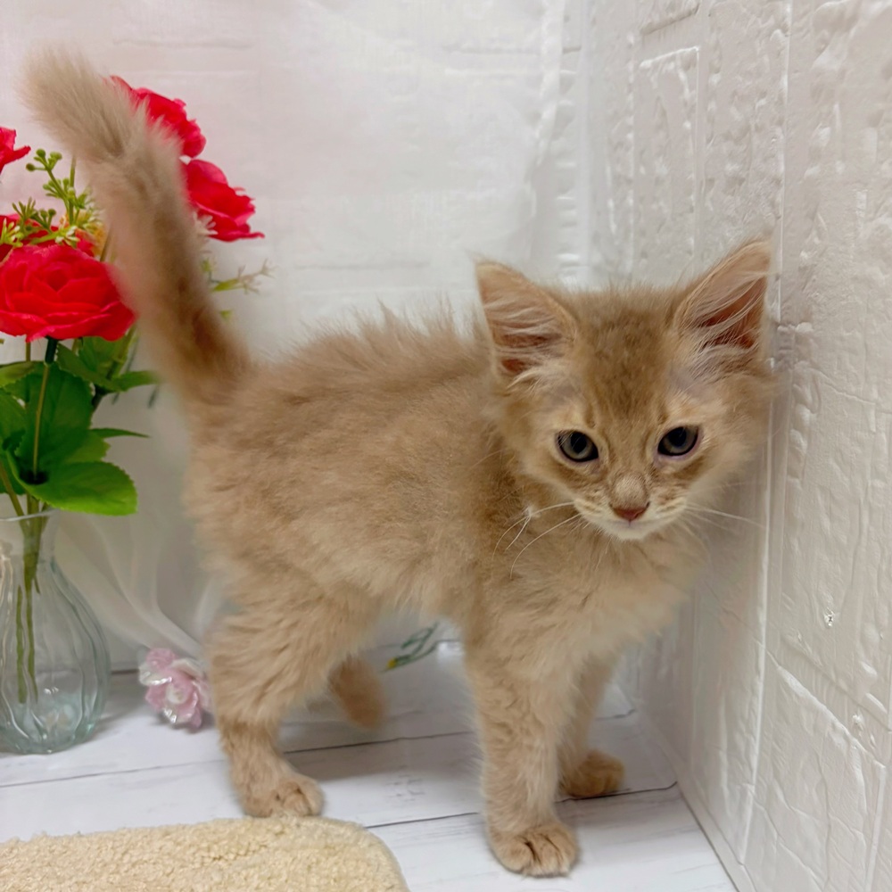 岡山県のソマリ (犬の家＆猫の里岡山店/2026年5月21日生まれ/男の子/フォーン)の子猫の2枚目の画像