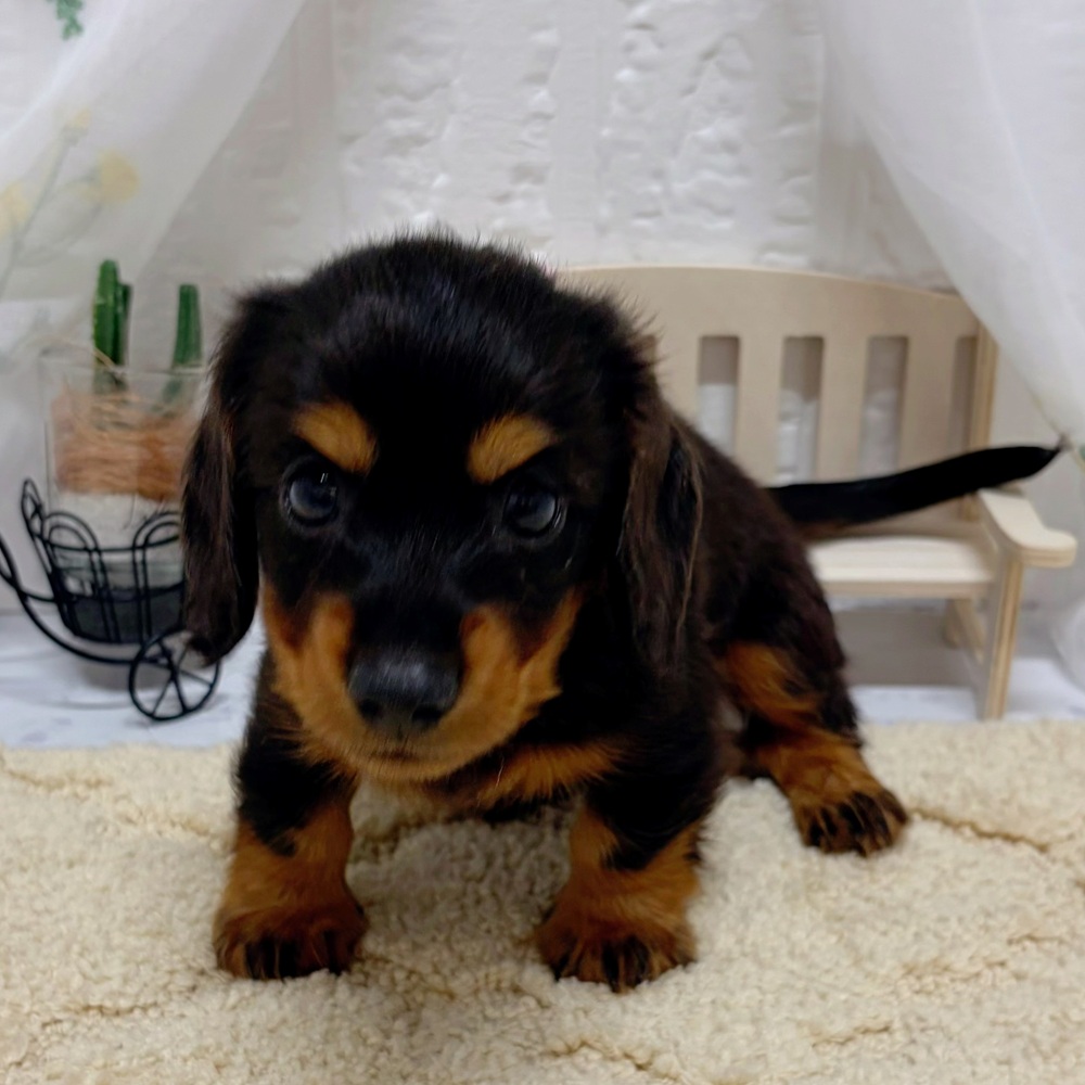 岡山県のミニチュアダックスフンド(ロング) (犬の家＆猫の里岡山店/2026年5月24日生まれ/男の子/チョコレートタン)の子犬の2枚目の画像