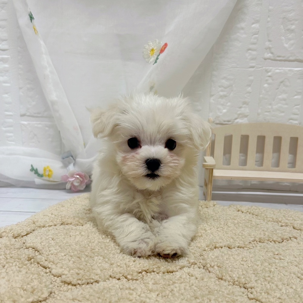 岡山県のマルチーズ (犬の家＆猫の里岡山店/2026年5月22日生まれ/女の子/ホワイト)の子犬の2枚目の画像
