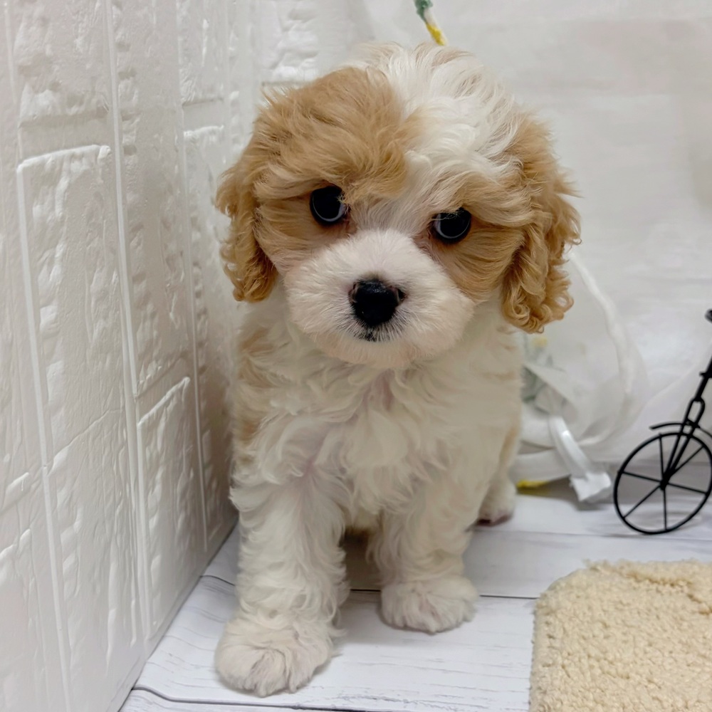 岡山県のハーフ犬・ミックス犬 (犬の家＆猫の里岡山店/2026年5月20日生まれ/男の子/パーティーカラー)の子犬の2枚目の画像