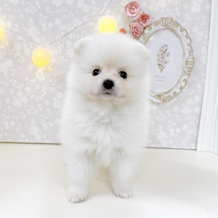 富山県のポメラニアン (犬の家＆猫の里アミーゴ高岡蓮花寺店/2026年5月22日生まれ/男の子/クリーム)の子犬の2枚目の画像
