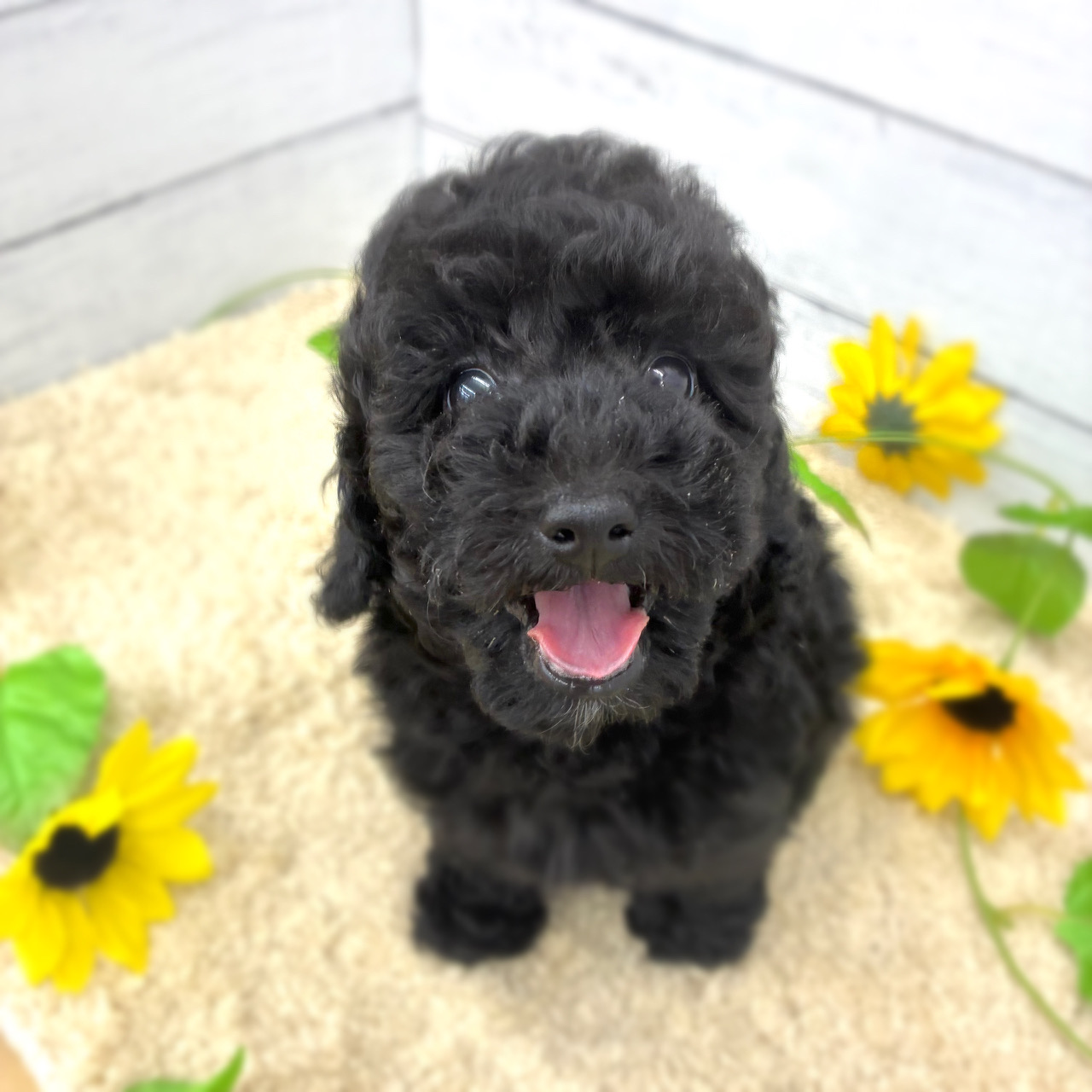 愛知県のトイプードル(トイ) (犬の家＆猫の里七宝店/2026年5月23日生まれ/男の子/ブラック)の子犬の1枚目の画像