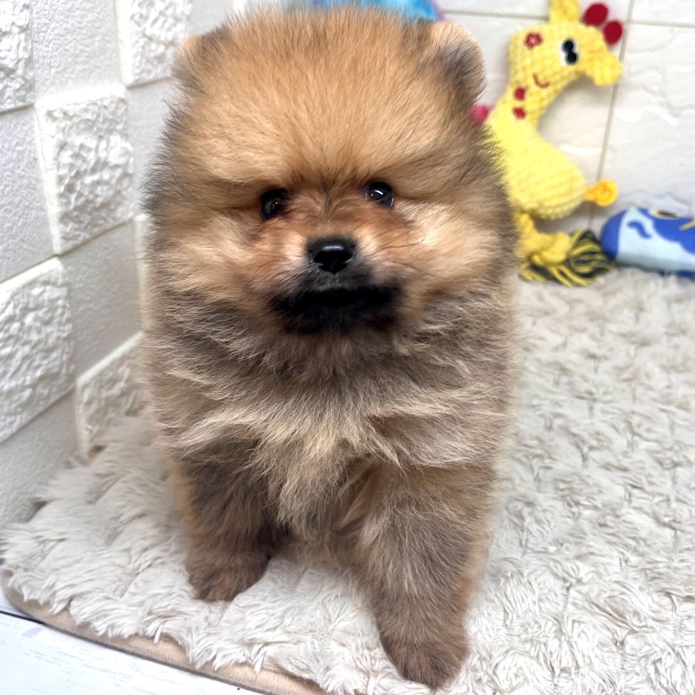 兵庫県のポメラニアン (犬の家＆猫の里ゆめタウン姫路店/2026年5月24日生まれ/男の子/オレンジ)の子犬の2枚目の画像