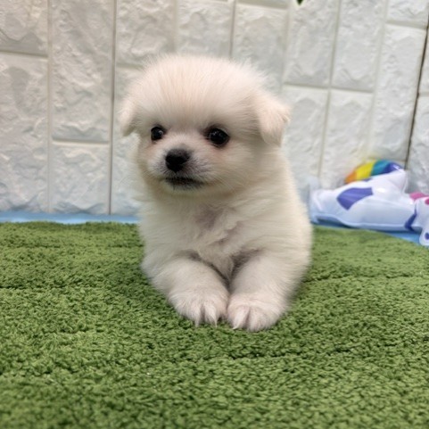 岡山県のペキポメ/ポメペキ(ペキニーズ×ポメラニアン) (犬の家＆猫の里倉敷店/2026年5月23日生まれ/女の子/ホワイト)の子犬の2枚目の画像