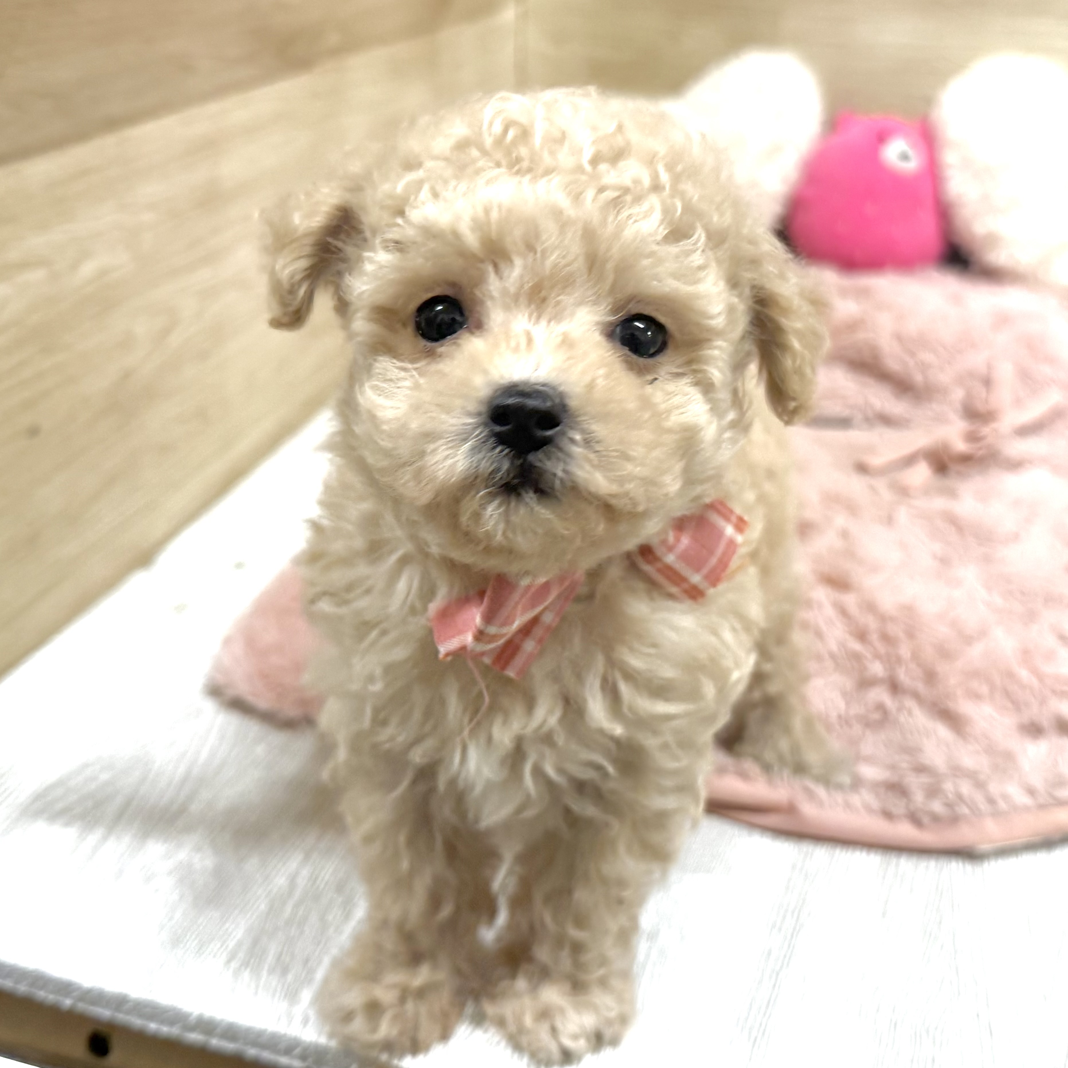 大阪府のマルプー(マルチーズ×プードル) (犬の家＆猫の里そよら東岸和田店/2026年5月23日生まれ/女の子/クリーム)の子犬の1枚目の画像