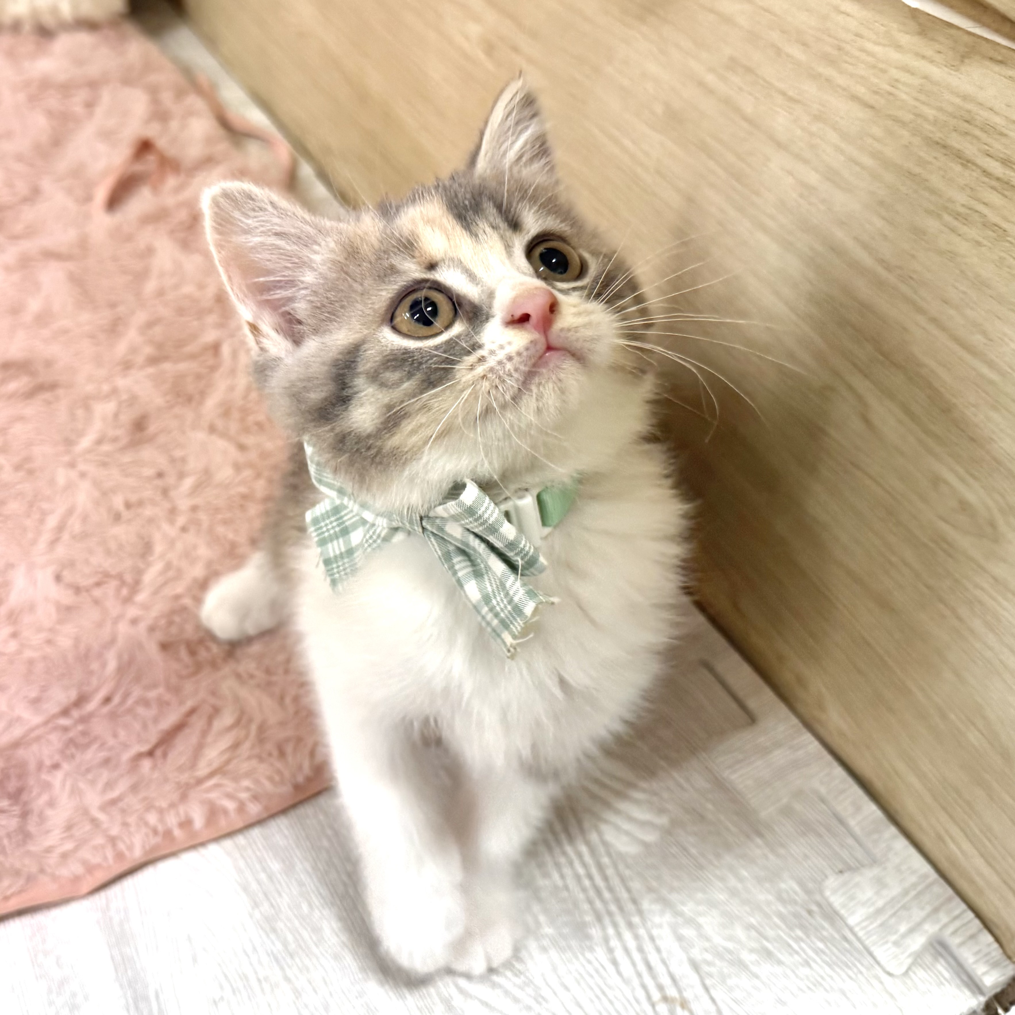 大阪府のマンチカン (犬の家＆猫の里そよら東岸和田店/2026年5月21日生まれ/女の子/キャリコ)の子猫の2枚目の画像