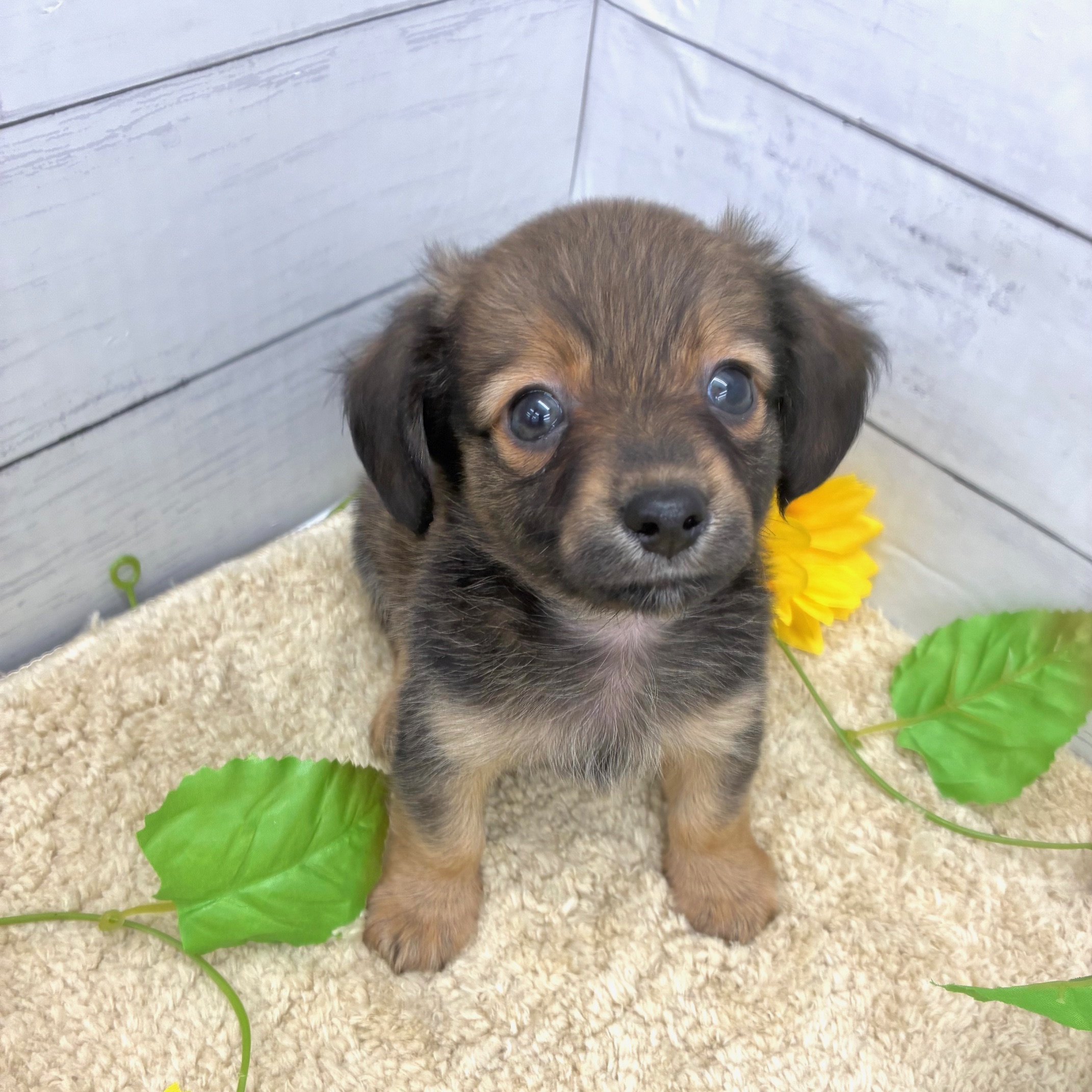 愛知県のチワックス(チワワ×ダックス) (犬の家＆猫の里七宝店/2026年5月24日生まれ/男の子/レッド)の子犬の2枚目の画像