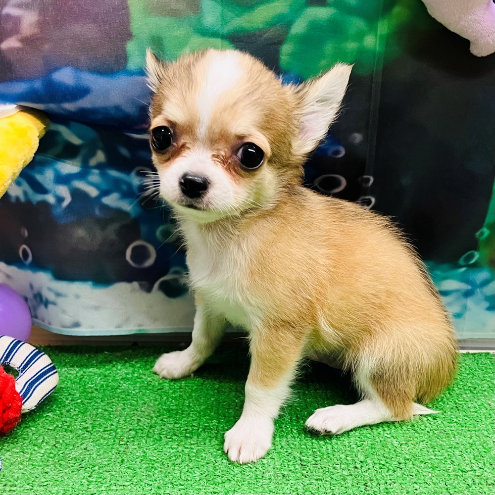 愛知県のチワワ(ロング) (犬の家＆猫の里名古屋天白店/2026年5月17日生まれ/男の子/レッドホワイト)の子犬の2枚目の画像