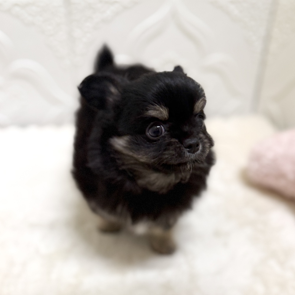 愛知県のチワワ(ロング) (犬の家＆猫の里岡崎店/2026年5月24日生まれ/男の子/ブラックタンホワイト)の子犬の2枚目の画像