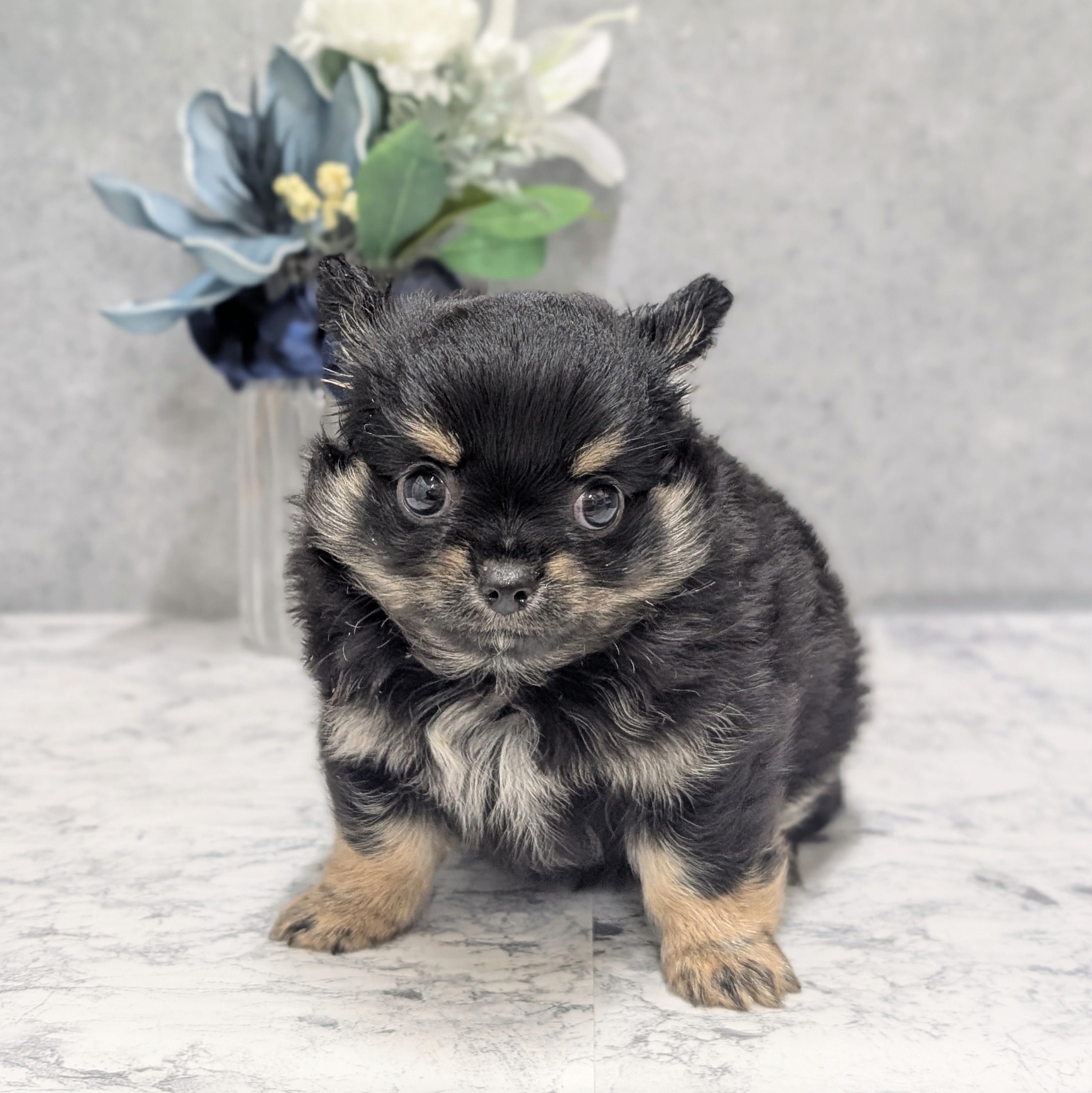 愛知県のチワワ(ロング) (犬の家＆猫の里安城店/2026年5月24日生まれ/男の子/ブラックタンホワイト)の子犬の1枚目の画像