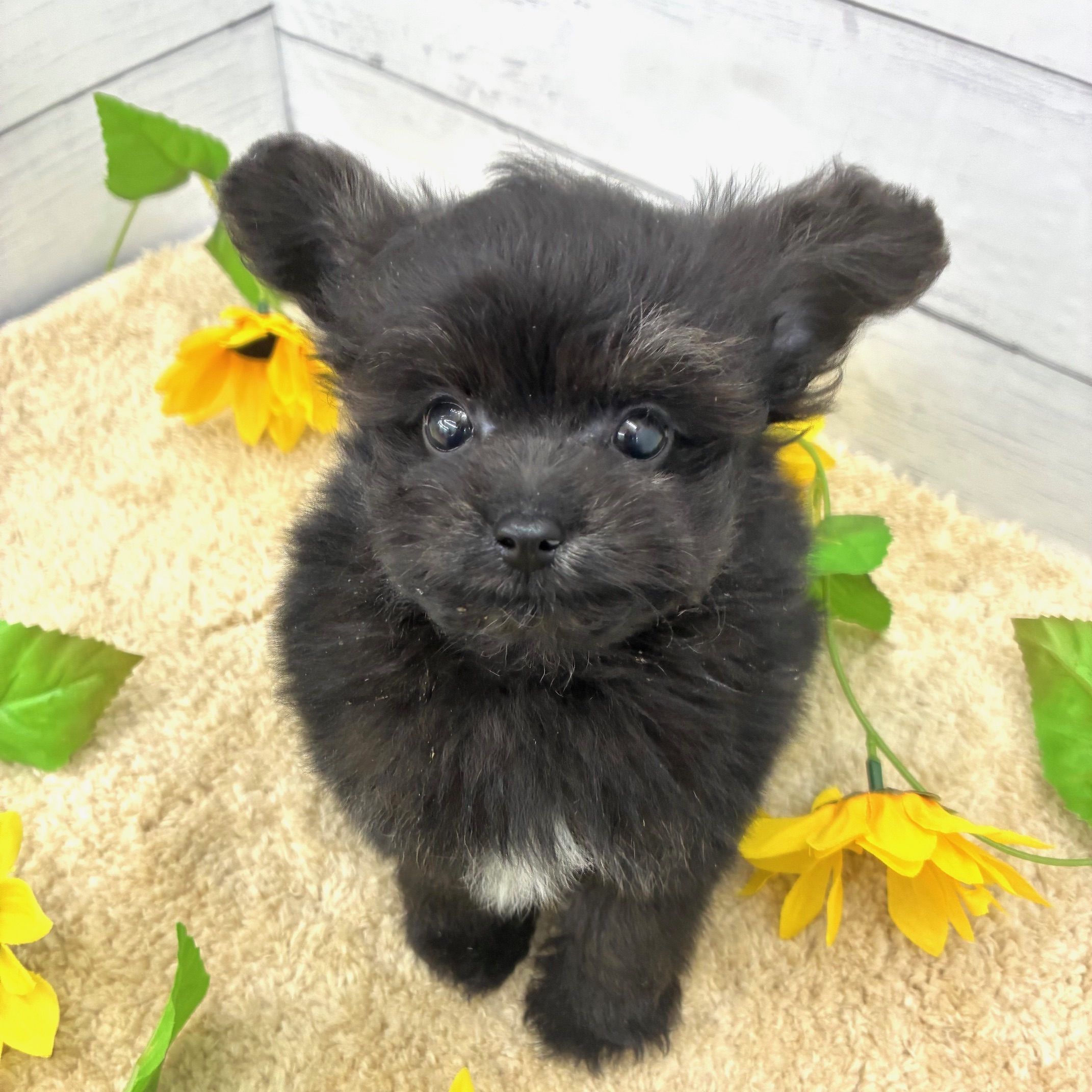 愛知県のポメプー(ポメラニアン×プードル) (犬の家＆猫の里七宝店/2026年5月20日生まれ/男の子/ブラックホワイト)の子犬の2枚目の画像