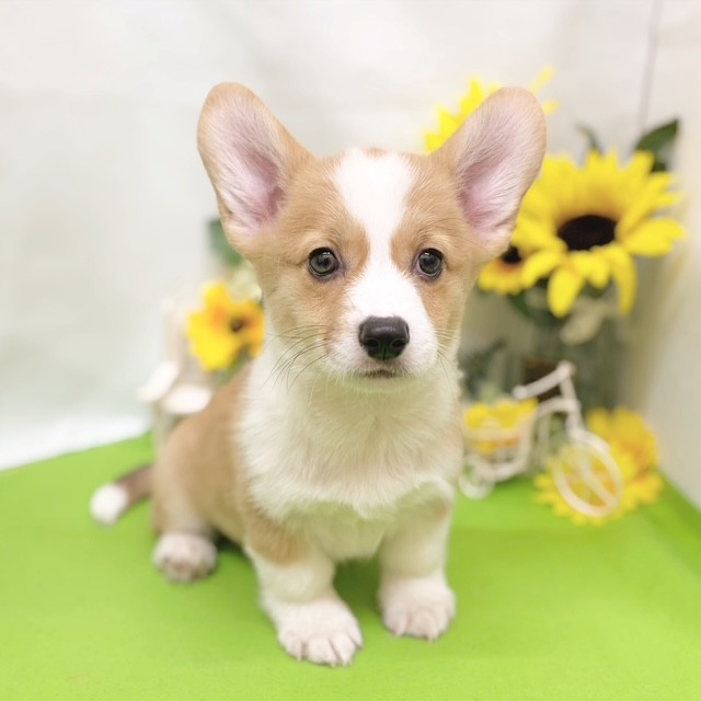 静岡県のウェルシュコーギーペンブローク (犬の家＆猫の里藤枝店/2026年5月24日生まれ/男の子/レッドホワイト)の子犬の2枚目の画像