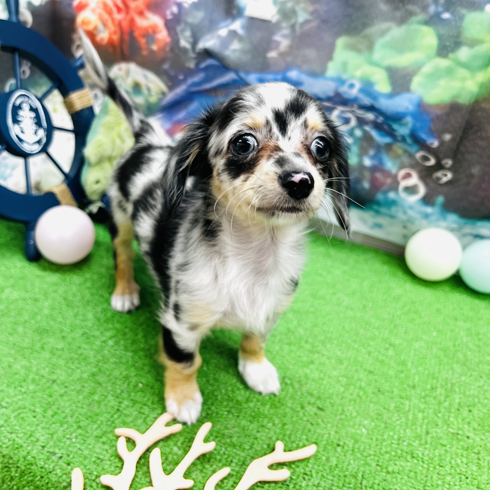 愛知県のチワックス(チワワ×ダックス) (犬の家＆猫の里名古屋天白店/2026年5月25日生まれ/女の子/シルバーダップル)の子犬の1枚目の画像