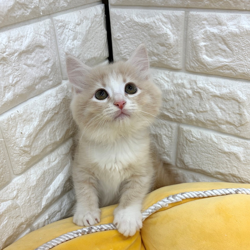 愛知県のマンチカン (犬の家＆猫の里MEGAドン・キホーテ東海名和店/2026年5月22日生まれ/男の子/クリームタビーホワイト)の子猫の1枚目の画像