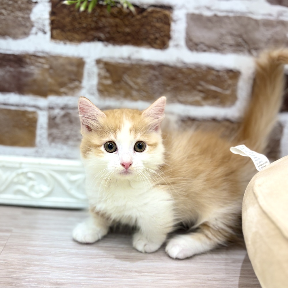 三重県のマンチカン (犬の家＆猫の里三重桑名店/2026年5月22日生まれ/女の子/レッドタビーホワイト)の子猫の2枚目の画像