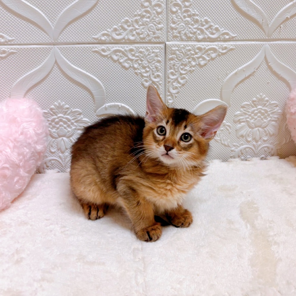 愛知県のソマリ (犬の家＆猫の里岡崎店/2026年5月23日生まれ/男の子/ルディ)の子猫の2枚目の画像