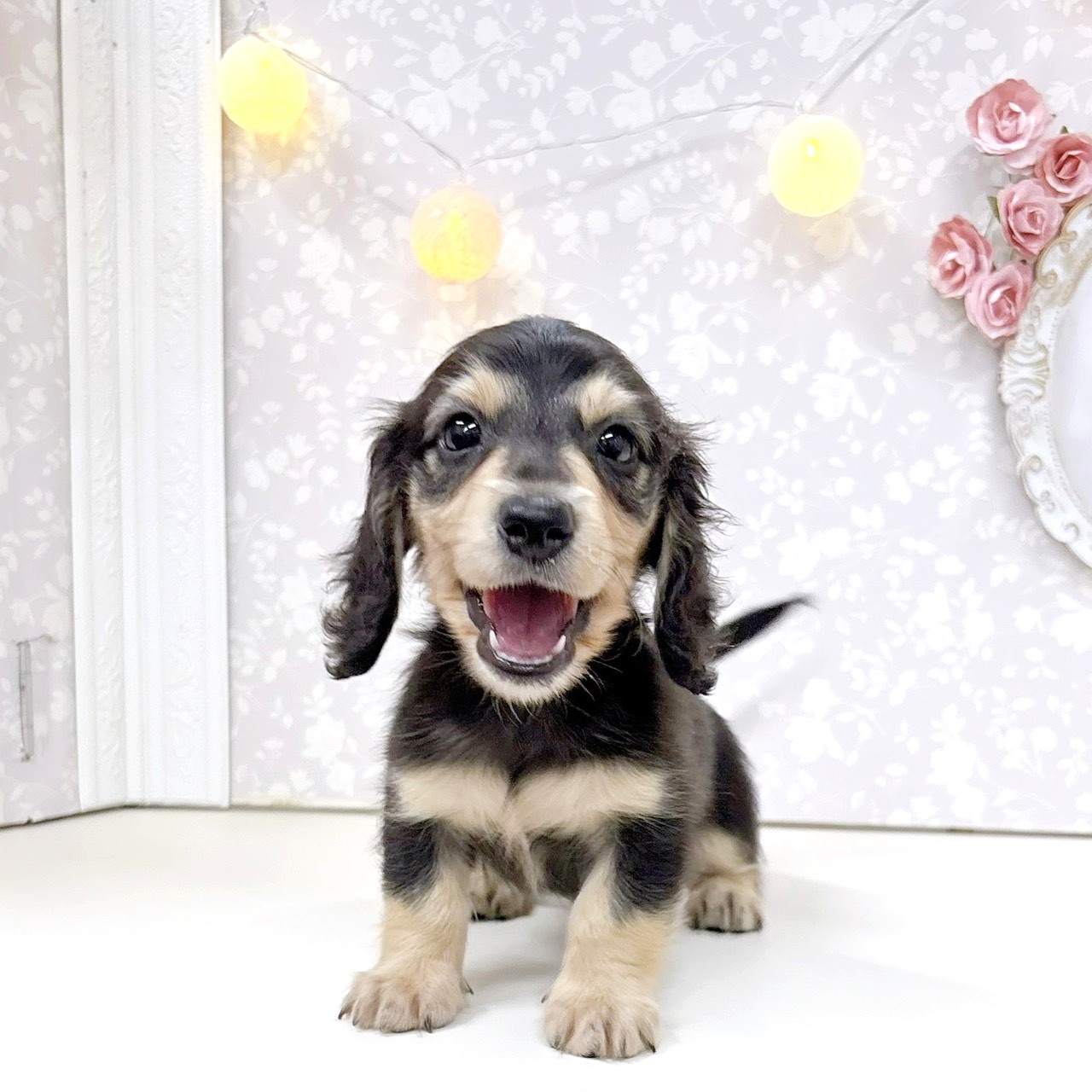 富山県のミニチュアダックスフンド(ロング) (犬の家＆猫の里アミーゴ高岡蓮花寺店/2026年5月26日生まれ/男の子/ブラックイエロー)の子犬の2枚目の画像