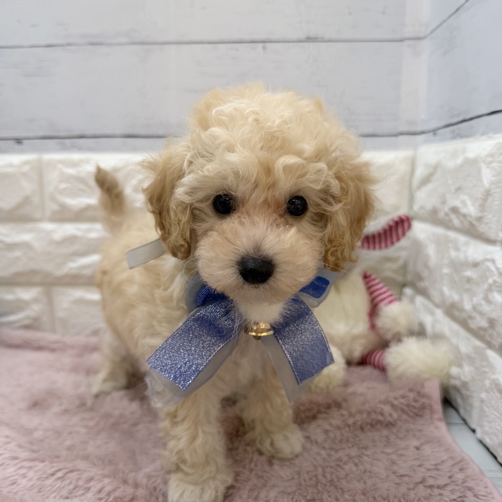 静岡県のトイプードル(トイ) (犬の家＆猫の里アミーゴ浜松和田店/2026年5月24日生まれ/男の子/ペールフォーン)の子犬の2枚目の画像