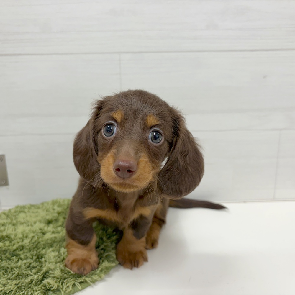 石川県のミニチュアダックスフンド(ロング) (犬の家＆猫の里アミーゴ金沢おこばた店/2026年5月24日生まれ/男の子/チョコレートタン)の子犬の2枚目の画像