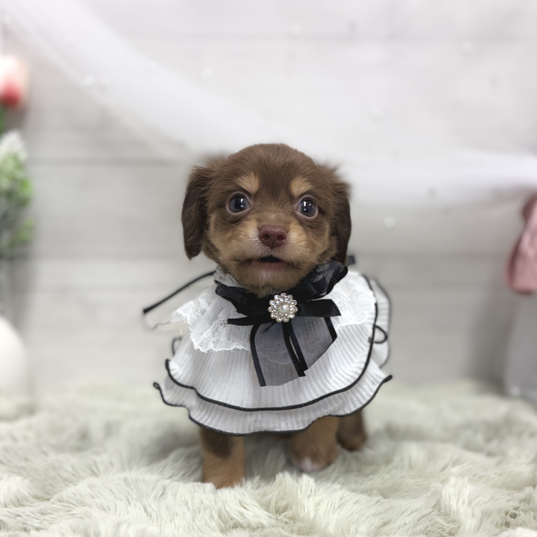 神奈川県のチワックス(チワワ×ダックス) (犬の家＆猫の里相模原店/2026年5月23日生まれ/男の子/チョコレートタン)の子犬の2枚目の画像